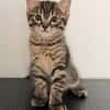 PITCHOU PETIT DE NINOU A ADOPTER EN DUO OU SEUL DI DÉJÀ UN CHAT PRÉSENT CHEZ VOUS