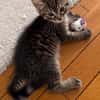 PITCHOU PETIT DE NINOU A ADOPTER EN DUO OU SEUL DI DÉJÀ UN CHAT PRÉSENT CHEZ VOUS