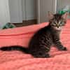 PITCHOU PETIT DE NINOU A ADOPTER EN DUO OU SEUL DI DÉJÀ UN CHAT PRÉSENT CHEZ VOUS