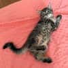 PITCHOU PETIT DE NINOU A ADOPTER EN DUO OU SEUL DI DÉJÀ UN CHAT PRÉSENT CHEZ VOUS