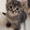 PITCHOU PETIT DE NINOU A ADOPTER EN DUO OU SEUL DI DÉJÀ UN CHAT PRÉSENT CHEZ VOUS