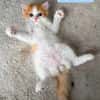 NOUPI PETIT DE NINOU À ADOPTER EN DUO OU SEUL SI DÉJÀ UN CHAT PRÉSENT CHEZ VOUS