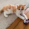 NOUPI PETIT DE NINOU À ADOPTER EN DUO OU SEUL SI DÉJÀ UN CHAT PRÉSENT CHEZ VOUS