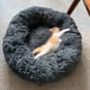 NOUPI PETIT DE NINOU À ADOPTER EN DUO OU SEUL SI DÉJÀ UN CHAT PRÉSENT CHEZ VOUS