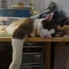 Baloo