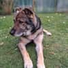 Lobo, sanfter Riese sucht Einzelplatz