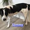 Sammy - freundlich und verschmust