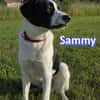 Sammy - freundlich und verschmust