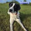 Sammy - freundlich und verschmust