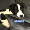 Sammy - freundlich und verschmust