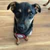🐾 Lucky sucht sein Für-immer-Zuhause 🐾