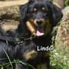 LINDOR