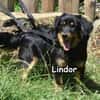 LINDOR