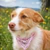Podenguita sucht aktive liebe Familie