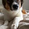 Peggy - verschmust und verspielt