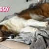 Peggy - verschmust und verspielt