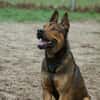 Henry sucht ein sportliches Zuhause