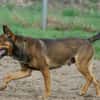Henry sucht ein sportliches Zuhause