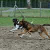 Henry sucht ein sportliches Zuhause