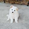 Boogie ein Pomsky Mix