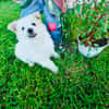 Boogie ein Pomsky Mix