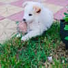 Boogie ein Pomsky Mix