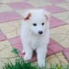 Boogie ein Pomsky Mix
