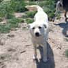 💙Balou💙 sucht ein schönes Zuhause