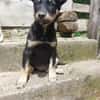 Lola sucht ihre Menschen