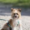 Safir sucht verantwortungsvolles Zuhause