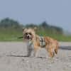 Safir sucht verantwortungsvolles Zuhause
