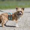 Safir sucht verantwortungsvolles Zuhause