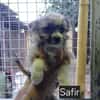 Safir sucht verantwortungsvolles Zuhause