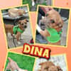 junge kleine liebe Dina auf PS in 91286