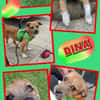 junge kleine liebe Dina auf PS in 91286