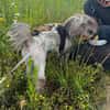 Pixie sucht ein schönes Zuhause