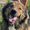 Hope - freundlich und lernwillig