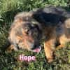Hope - freundlich und lernwillig