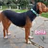Bella - freundlich und sozial