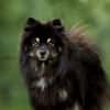 Ares