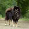 Ares