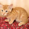 Picasso [Chaton]