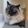 MINETTE