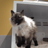 MINETTE