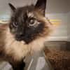 MINETTE