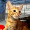 Salvador [Chaton]