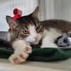 Minette