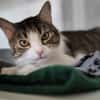 Minette