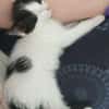 MAYWE À ADOPTER AVEC UN CHAT DÉJÀ PRÉSENT CHEZ VOUS