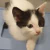 MAYWE À ADOPTER AVEC UN CHAT DÉJÀ PRÉSENT CHEZ VOUS